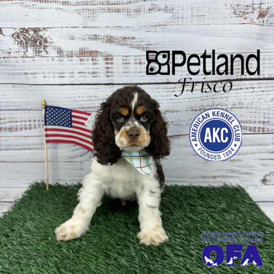 Dogs & Puppies for Sale - Petland Frisco, Texas