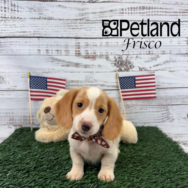 Puppy Black / Tan ID263255 Located at Petland Frisco, Texas