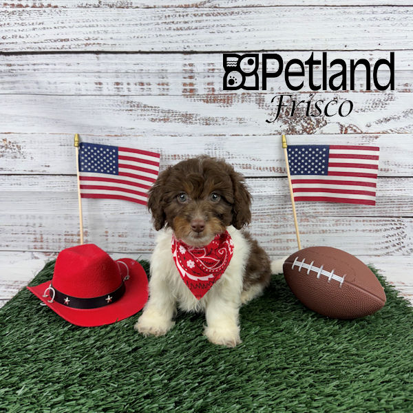 Puppy ID263277 Located at Petland Frisco, Texas