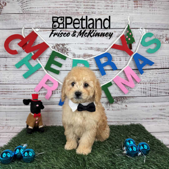 Petland available puppies online