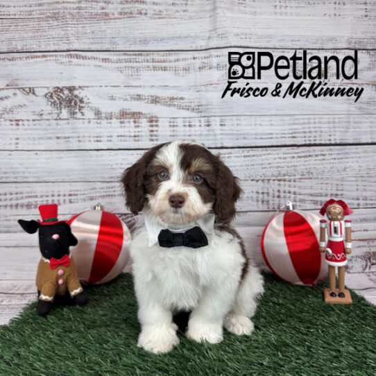Petland dogs for sale sales