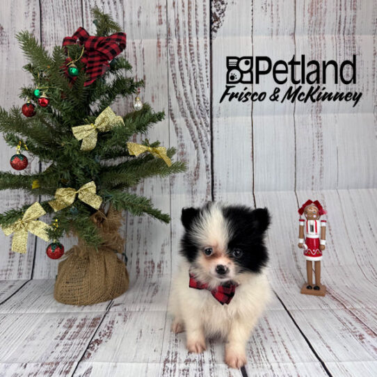 Petland website outlet