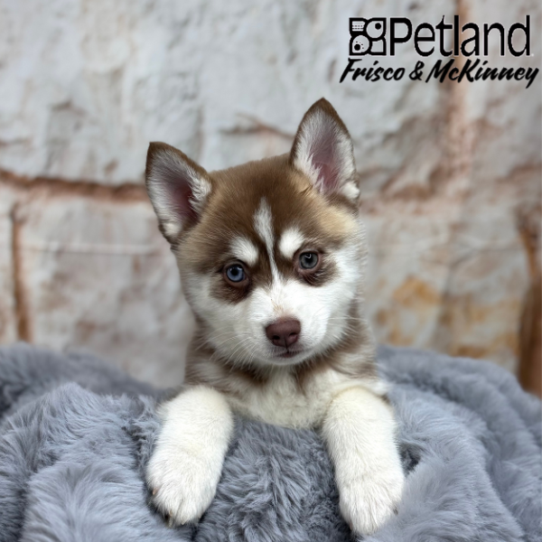 [#24125-04] Chocolate / White F Pomsky Puppies for Sale