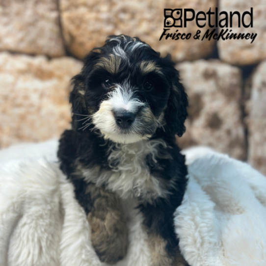 [#24126-03] Tri-Colored M Bernedoodle Mini Puppies for Sale