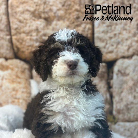 [#24126-07] Chocolate White Tan M Bernedoodle Mini Puppies for Sale
