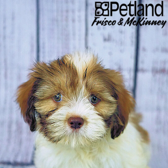 Discover the Enchanting World of Tibetan Lhasa Apso Puppies Discover the Enchanting World of Tibetan Lhasa Apso Puppies