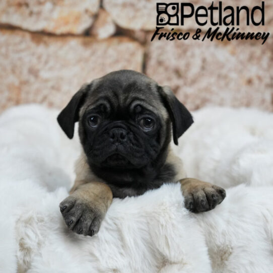 [#25101-02] Fawn M Pug Puppies for Sale