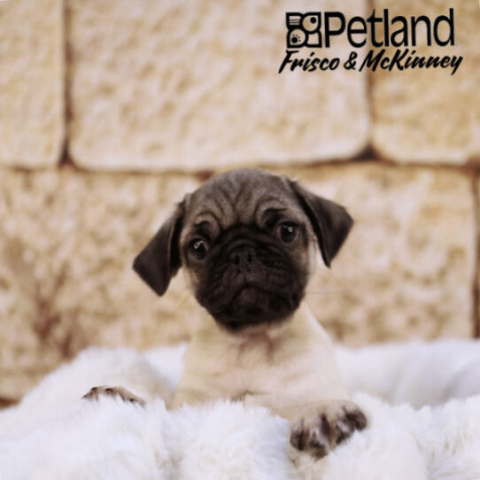 [#25159-01] Fawn M Pug Puppies for Sale
