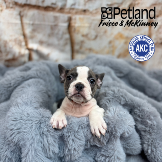 [#25113-05] White / Blue F French Bulldog Puppies for Sale