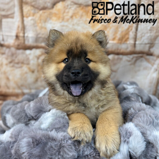 [#L16187] Cinnamon F Chow Chow Puppies for Sale