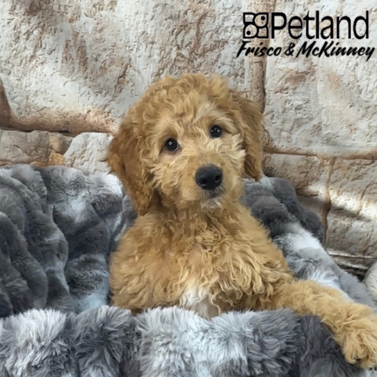[#24114-06] Red / White F Goldendoodle Mini F1b Puppies for Sale