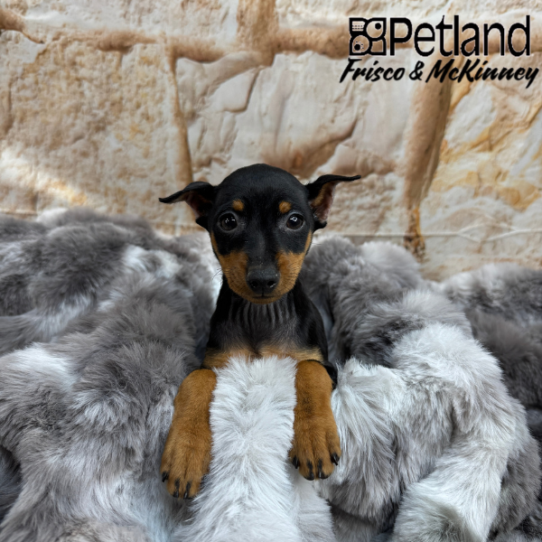 [#25178-03] Black / Tan F Miniature Pinscher Puppies for Sale