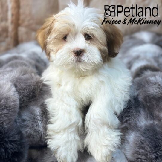 [#M00016] Liver M Lhasa Apso Puppies for Sale