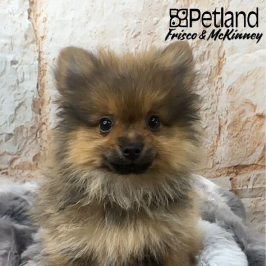 [#25147-02] Orange Sable M Pomeranian Puppies for Sale