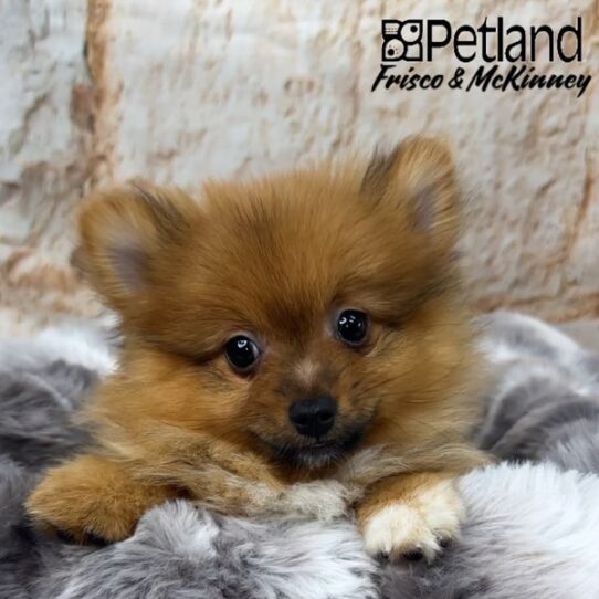 [#25147-01] Orange Sable M Pomeranian Puppies for Sale