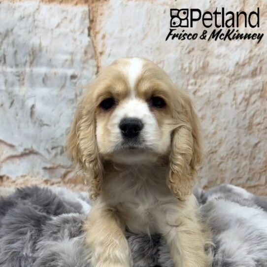 [#25144-02] Buff F Cocker Spaniel Puppies for Sale