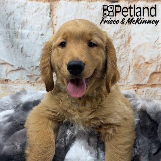 [#25159-02] Golden M Golden Retriever Puppies for Sale