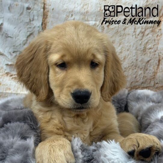 [#25159-05] Golden F Golden Retriever Puppies for Sale