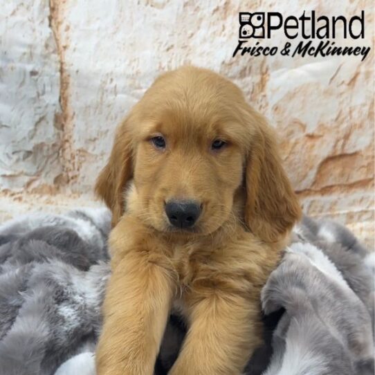 [#25159-03] Golden M Golden Retriever Puppies for Sale