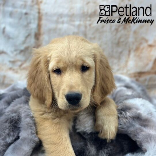 [#25159-04] Golden F Golden Retriever Puppies for Sale