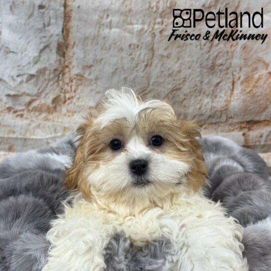 [#25155-02] Gold / White M Teddy Bear Puppies for Sale