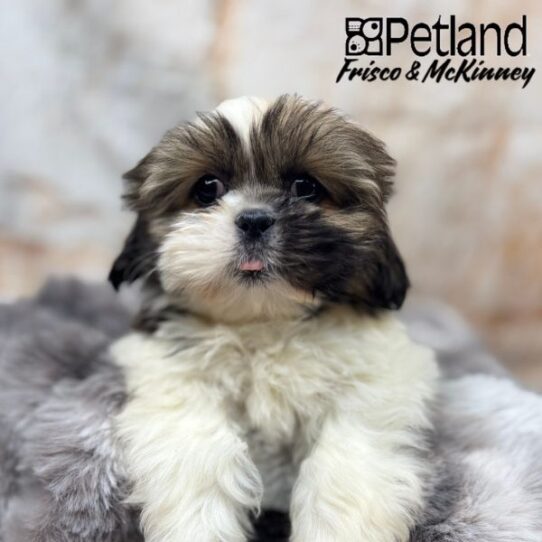 [#25148-01] Gold / White M Shih Tzu Puppies for Sale