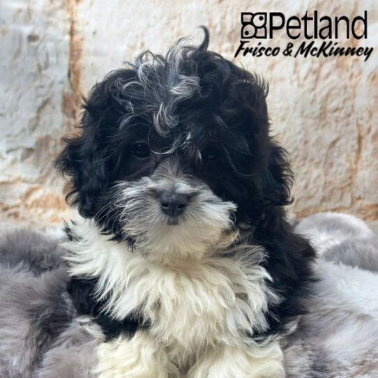 [#25153-03] Black / White F Teddy Bear Puppies for Sale
