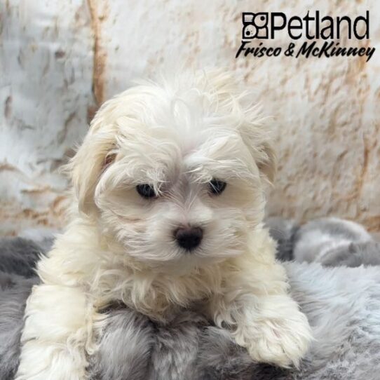[#25158-01] White F Maltese Puppies for Sale