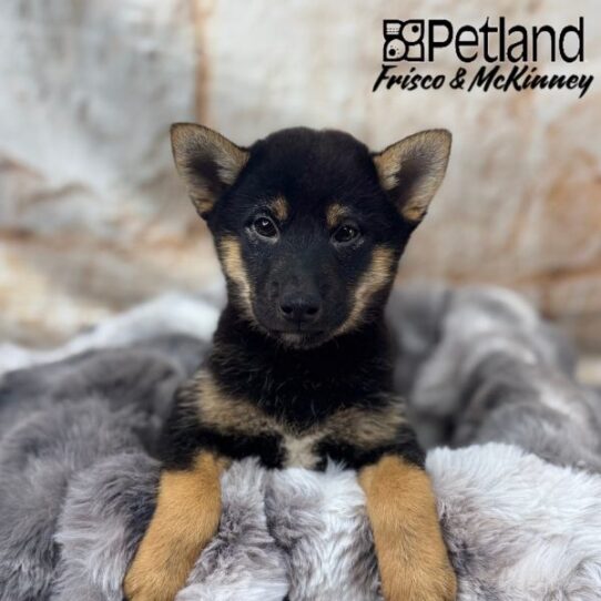 [#M00306] Black and Tan M Shiba Inu Puppies for Sale