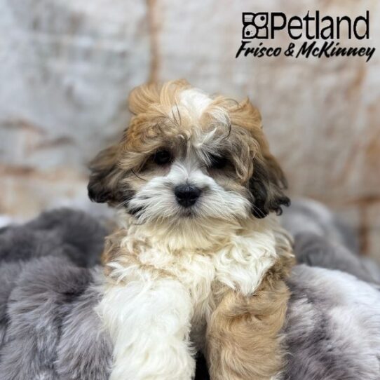 [#25153-01] Gold / White M Teddy Bear Puppies for Sale