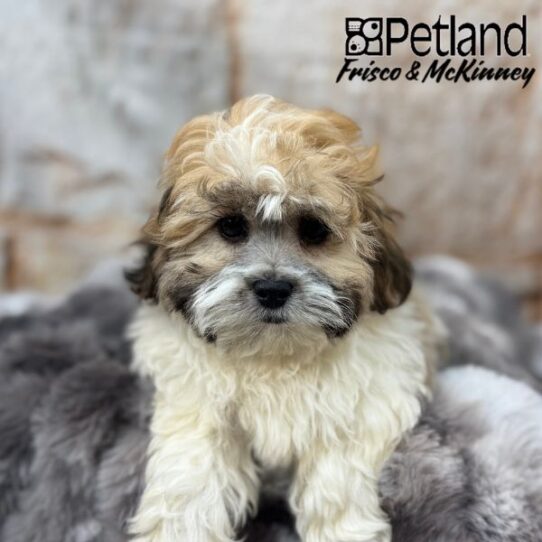[#25153-02] Gold / White M Teddy Bear Puppies for Sale