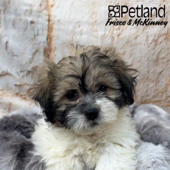 [#M00752] Gold and White F Teddy Bear Puppies for Sale