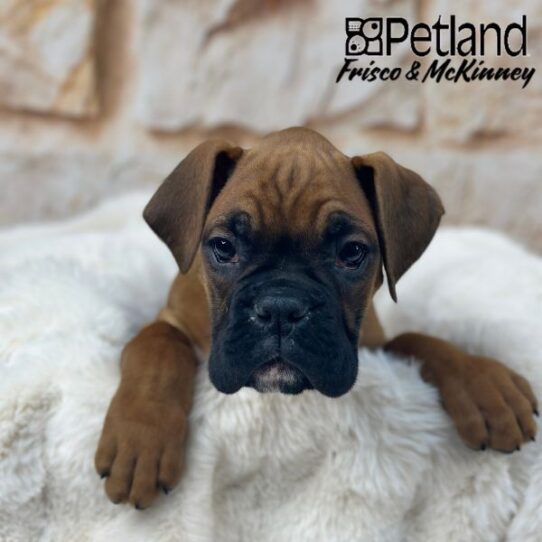 [#25673-02] Fawn M Boxer Puppies for Sale