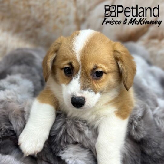 [#259-01] Red / White M Pembroke Welsh Corgi Puppies for Sale