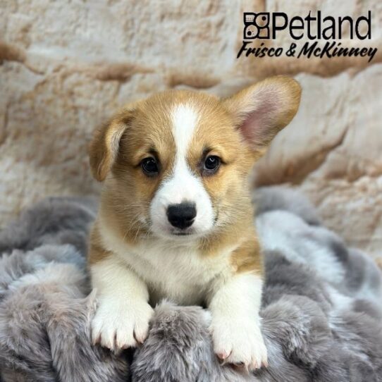 [#259-03] Red / White F Pembroke Welsh Corgi Puppies for Sale
