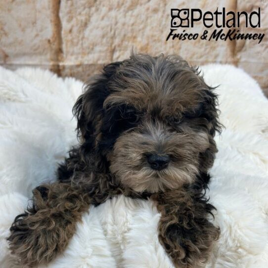 [#M00619] Blue Roan F Cockapoo F1B Puppies for Sale