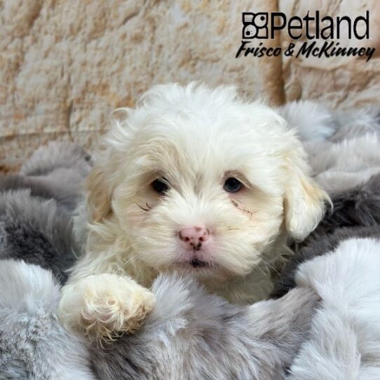 [#M00789] Cream M Lhasa poo Puppies for Sale