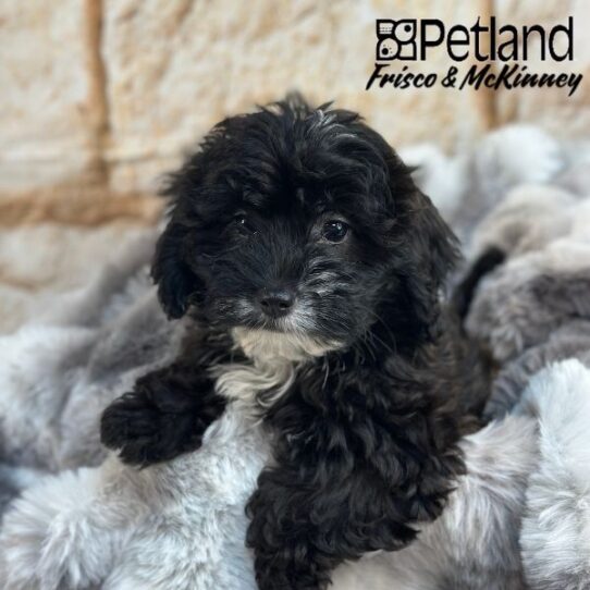 [#M03455] Black F Lhasa poo Puppies for Sale