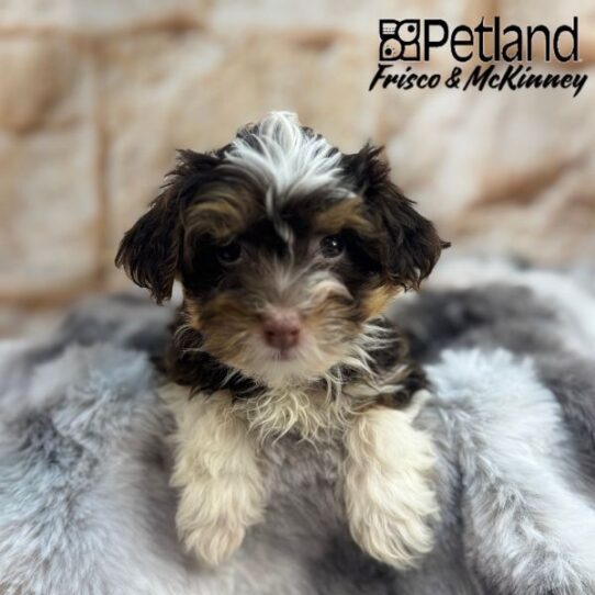 [#M01077] Chocolate M Havanese Puppies for Sale