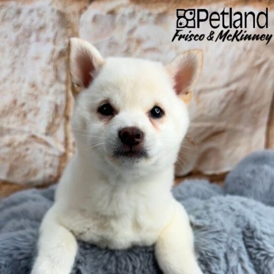 [#25124-04] Cream F Shiba Inu Puppies for Sale