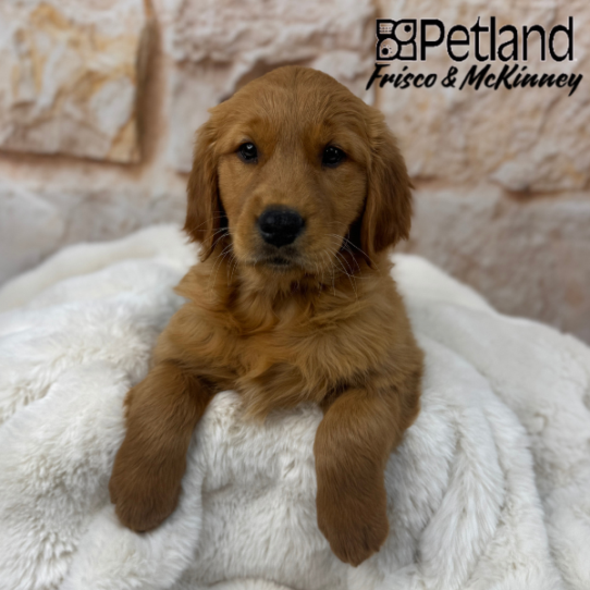 [#25166-02] Dark Golden F Golden Retriever Puppies for Sale
