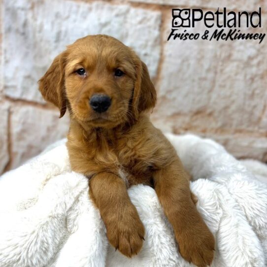 [#25130-02] Golden M Golden Retriever Puppies for Sale