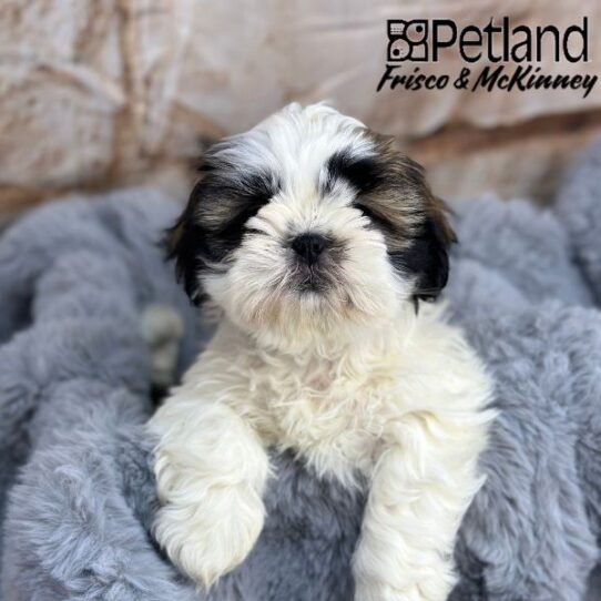 [#2528-05] Gold / White F Shih Tzu Puppies for Sale