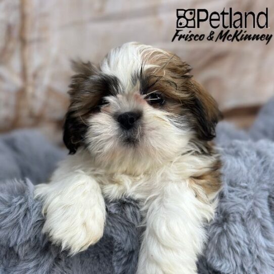 [#2528-04] Gold / White M Shih Tzu Puppies for Sale