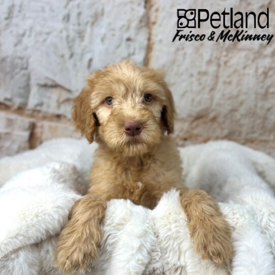 [#25105-03] Red M Goldendoodle Mini 2nd Gen Puppies for Sale