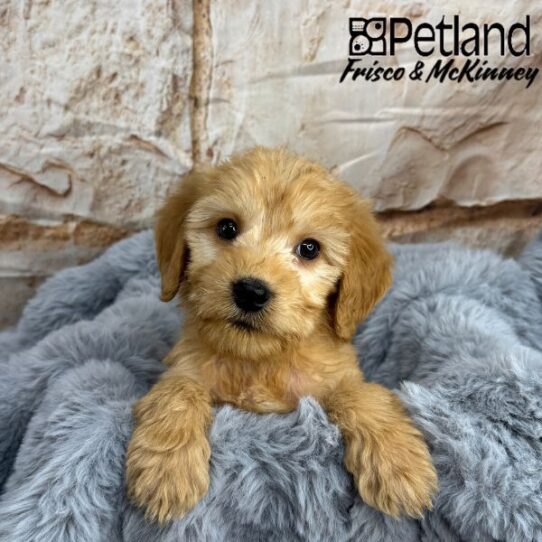 [#25105-04] Red F Goldendoodle Mini 2nd Gen Puppies for Sale