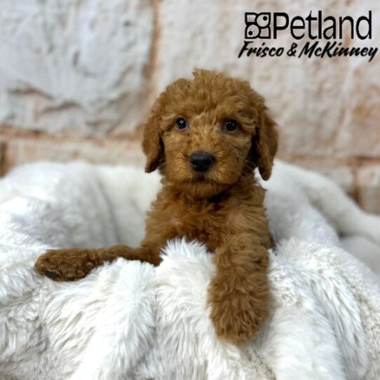 [#25105-06] Red F Goldendoodle Mini 2nd Gen Puppies for Sale