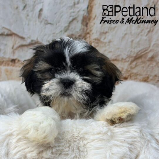 [#2528-01] Gold / White M Shih Tzu Puppies for Sale