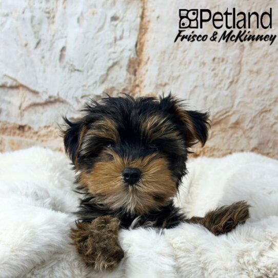 [#M01607] Black and Tan M Yorkshire Terrier Puppies for Sale