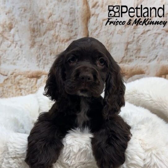 [#M00205] Brown F Cocker Spaniel Puppies for Sale